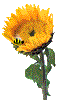 blume.gif (15308 Byte)